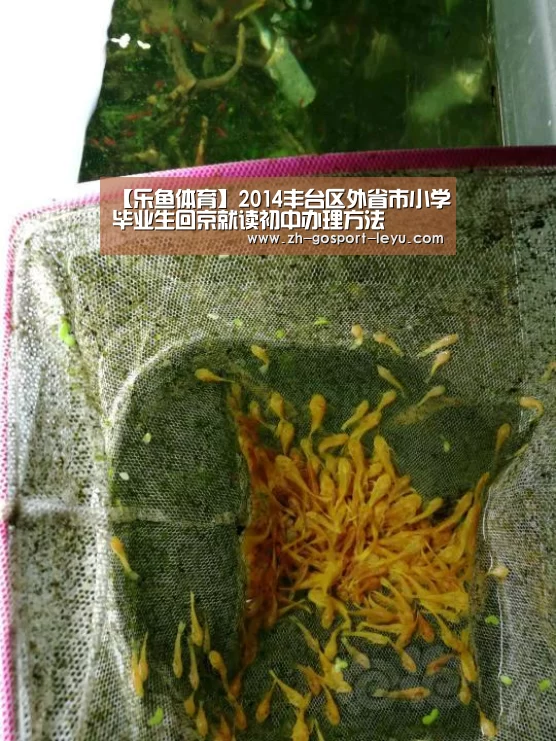 【乐鱼体育】2014丰台区外省市小学毕业生回京就读初中办理方法(图2) 乐鱼体育