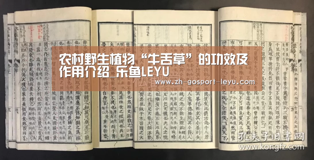 农村野生植物“牛舌草”的功效及作用介绍_乐鱼LEYU(图3) 乐鱼中国体育