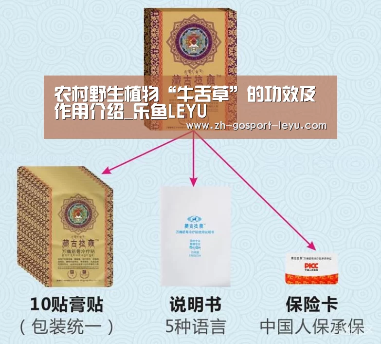 农村野生植物“牛舌草”的功效及作用介绍_乐鱼LEYU(图2) 乐鱼网站