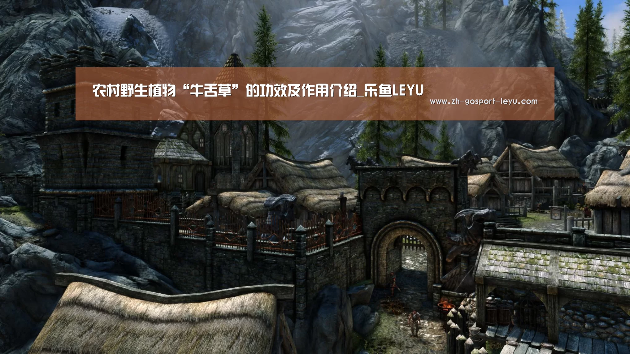 农村野生植物“牛舌草”的功效及作用介绍_乐鱼LEYU(图4) 乐鱼LEYU